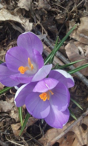 blog spring crocus flower
